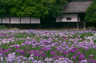 加茂花菖蒲園、白壁の長屋門の前に咲き乱れる花菖蒲
