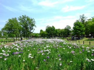 水元公園に咲き誇る花菖蒲