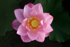 大きく開いたピンク色の蓮の花
