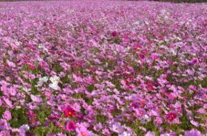 生駒高原に咲く100万本のコスモス