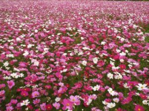 武庫川コスモス園に咲く550万本のコスモス