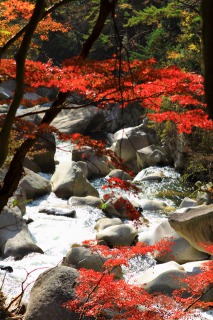 昇仙峡の渓谷に色付く紅葉