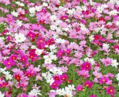昭和記念公園に咲くコスモス
