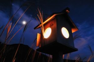 曽爾高原のすすき、日没後は灯籠の灯りで幻想的！