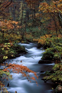 奥入瀬渓流に色づく紅葉