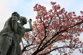 糸川沿いの熱海桜