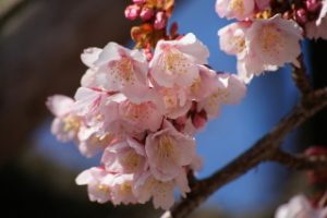 鮮やかなピンク色の熱海桜