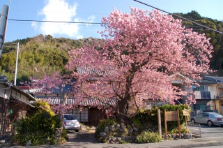 河津桜の原木(道路脇から)
