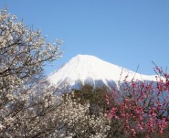 小田原曽我梅林に咲く紅白の梅と富士山