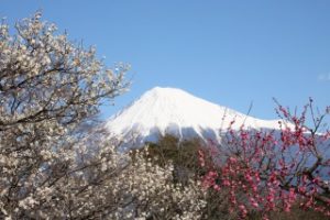 小田原曽我梅林に咲く紅白の梅と富士山