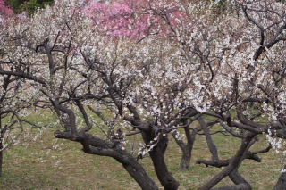 岐阜梅林公園に咲く梅の花