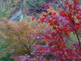 箕面公園、色とりどりの紅葉